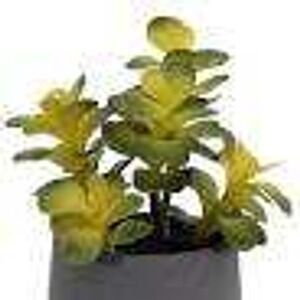 Set of 2 Allen + Roth Artificial Potted Jade Plant 10 Inch Model 961134